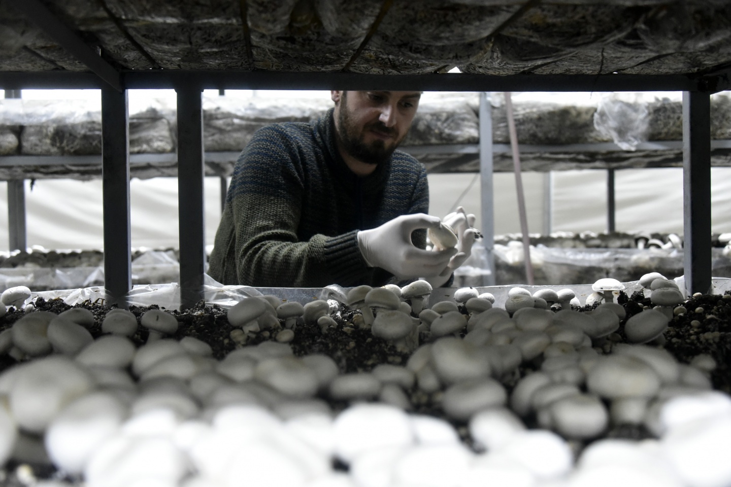 Olmaz denileni yaptı şimdi binlerce ton mantar üretiyor 14