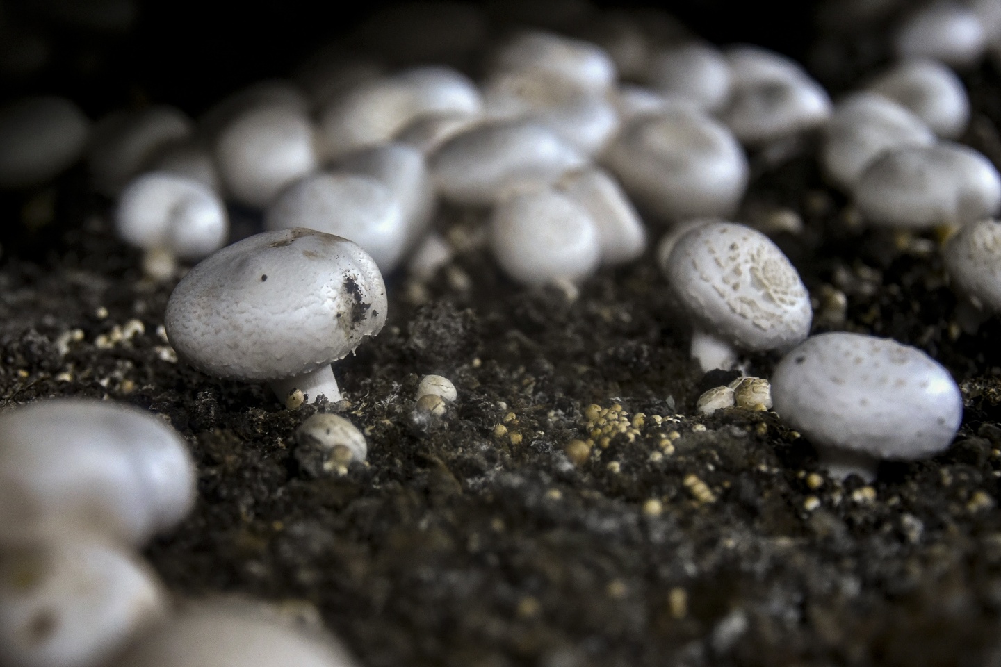 Olmaz denileni yaptı şimdi binlerce ton mantar üretiyor 22