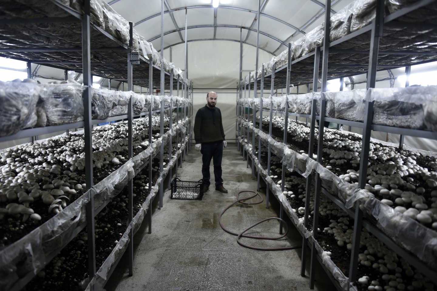 Olmaz denileni yaptı şimdi binlerce ton mantar üretiyor 19