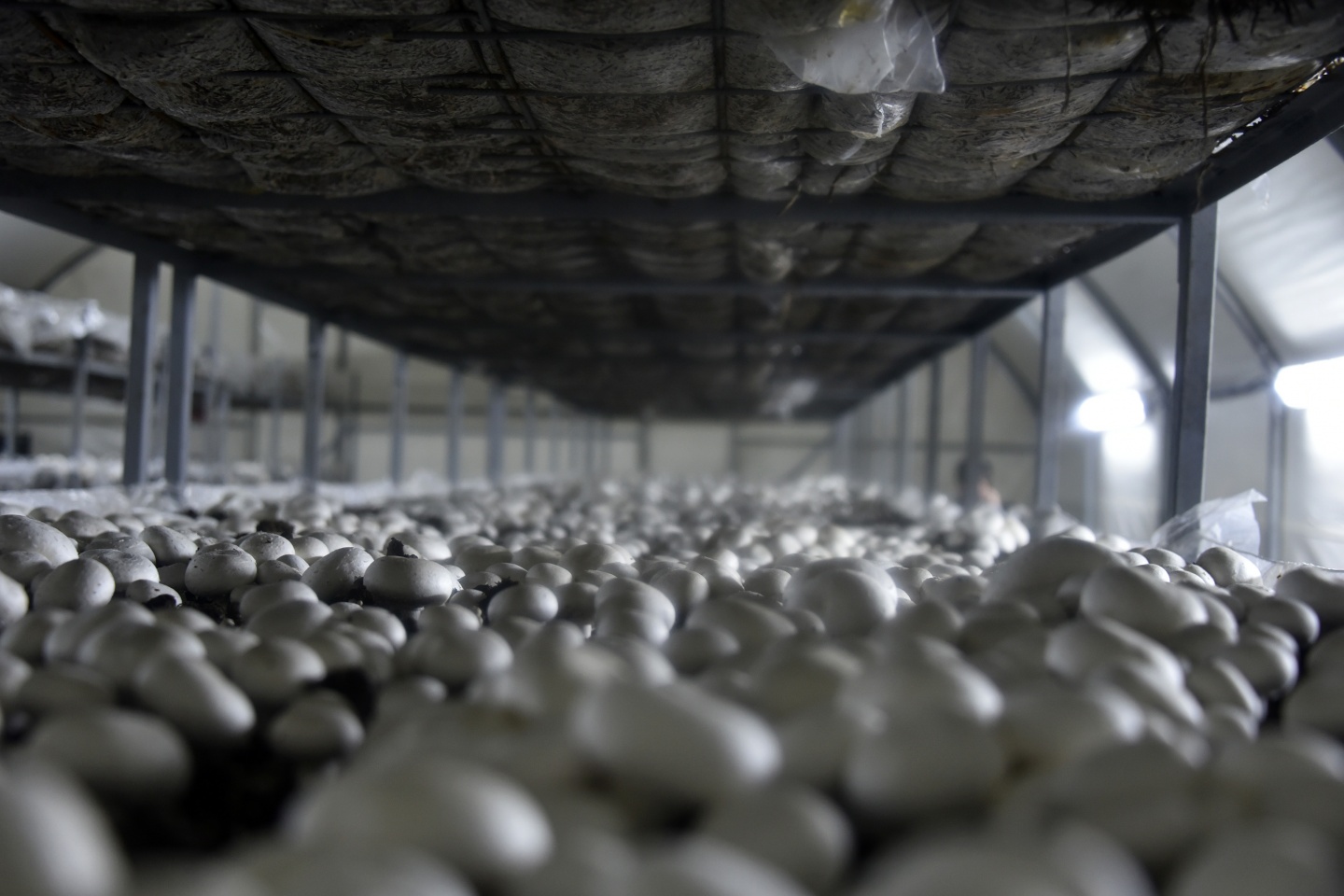 Olmaz denileni yaptı şimdi binlerce ton mantar üretiyor 15