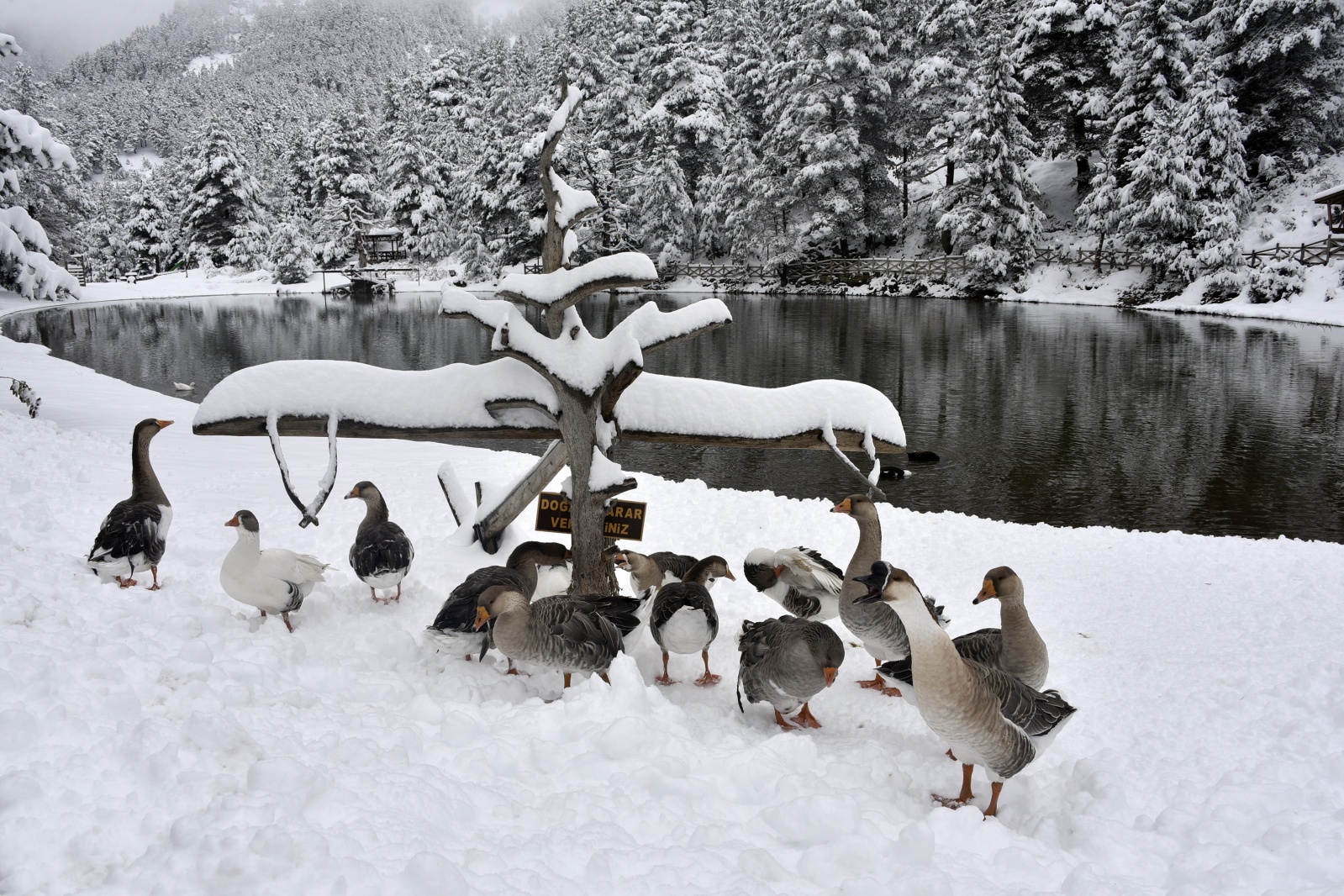 Beyazın en çok yakıştığı yer: Limni Gölü 14