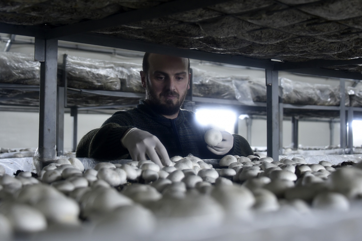 Olmaz denileni yaptı şimdi binlerce ton mantar üretiyor 17