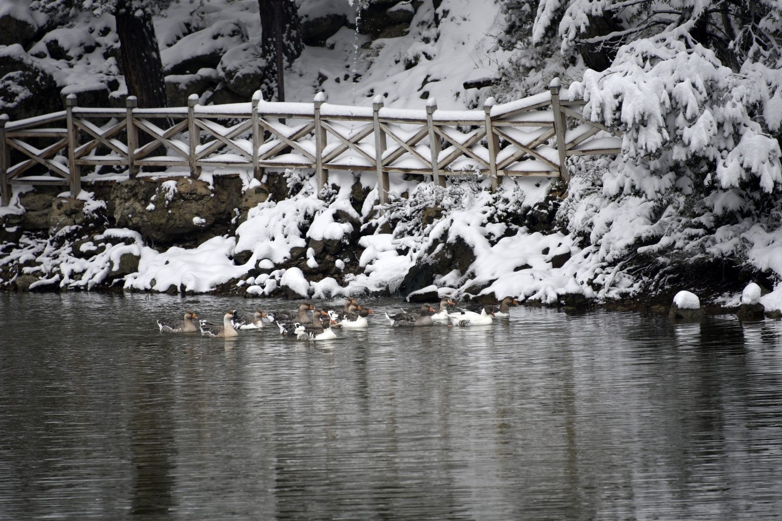 Beyazın en çok yakıştığı yer: Limni Gölü 17