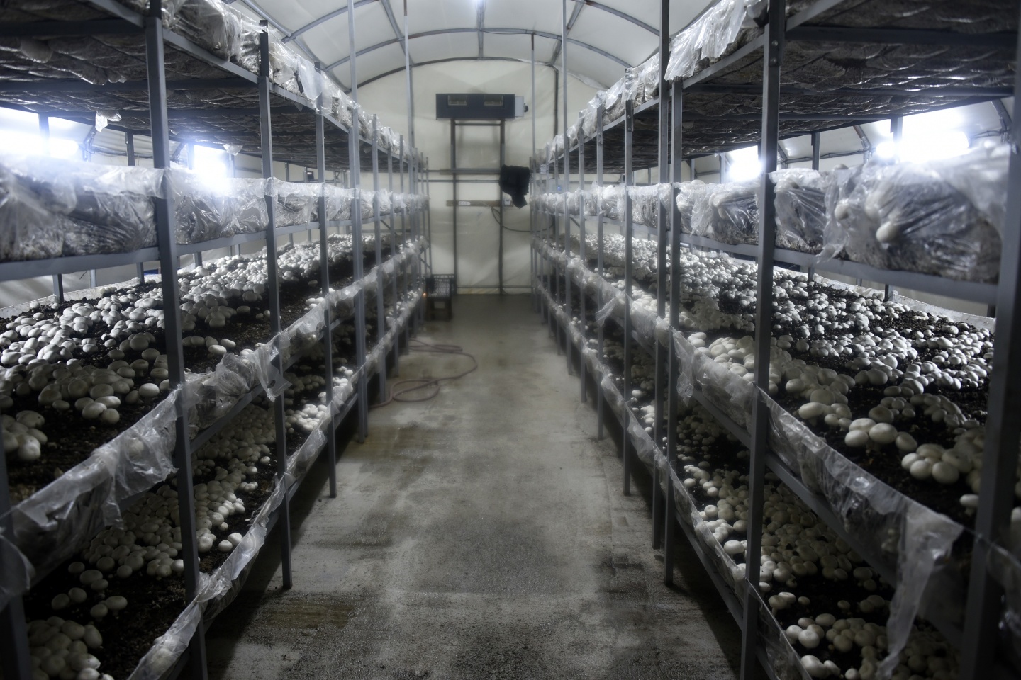 Olmaz denileni yaptı şimdi binlerce ton mantar üretiyor 18