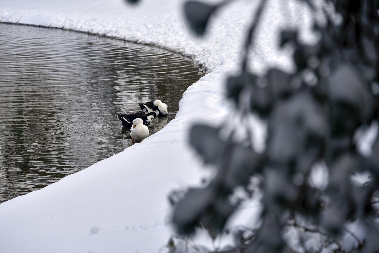 Beyazın en çok yakıştığı yer: Limni Gölü 10