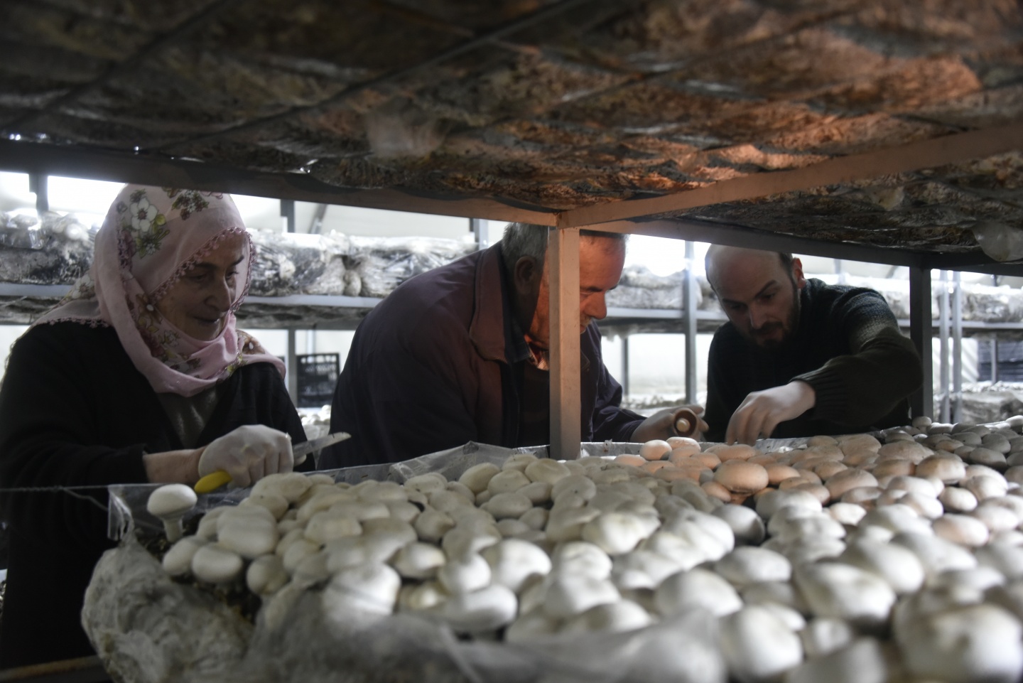 Olmaz denileni yaptı şimdi binlerce ton mantar üretiyor 24