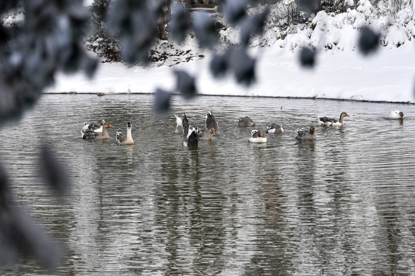 Beyazın en çok yakıştığı yer: Limni Gölü 9