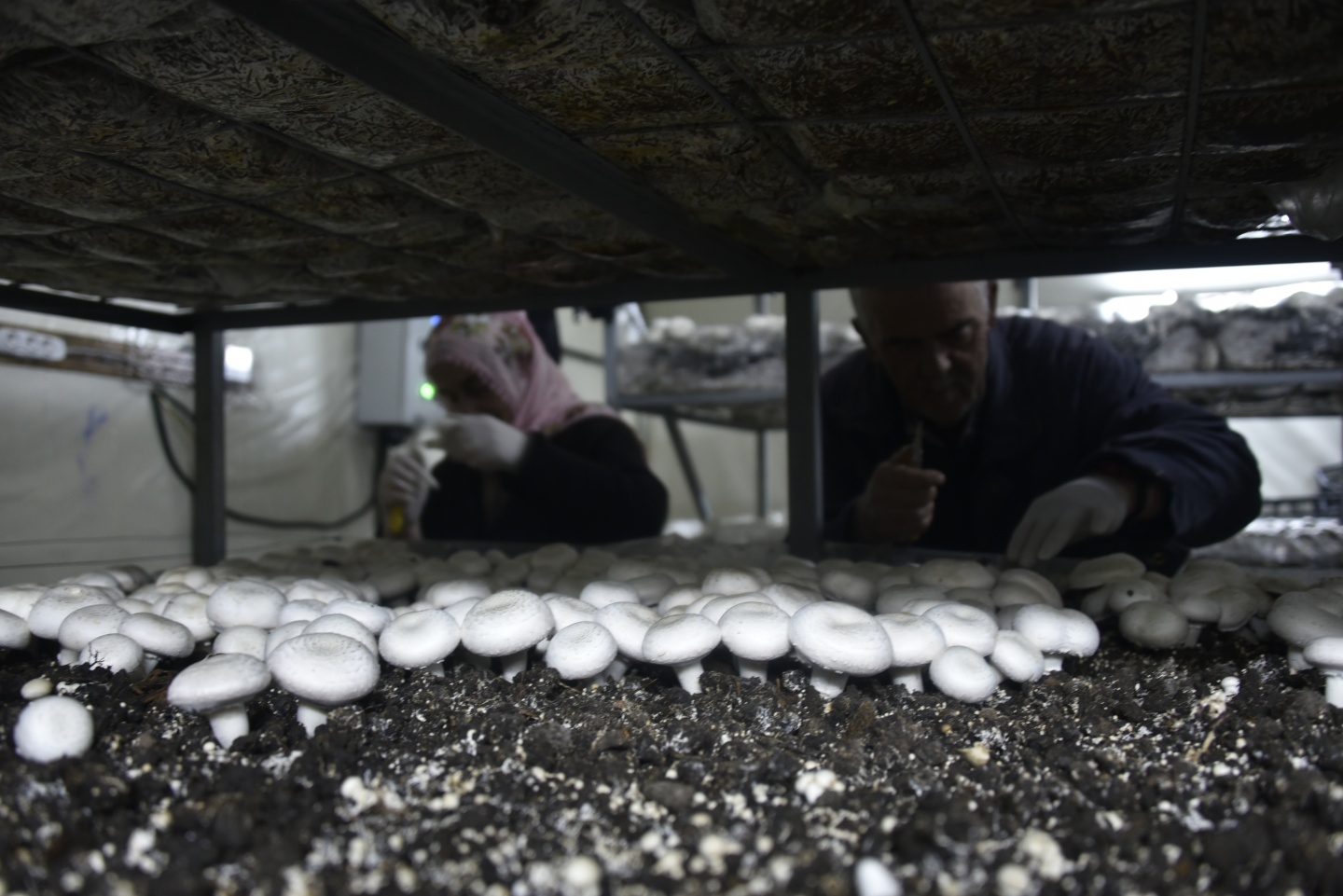 Olmaz denileni yaptı şimdi binlerce ton mantar üretiyor 25