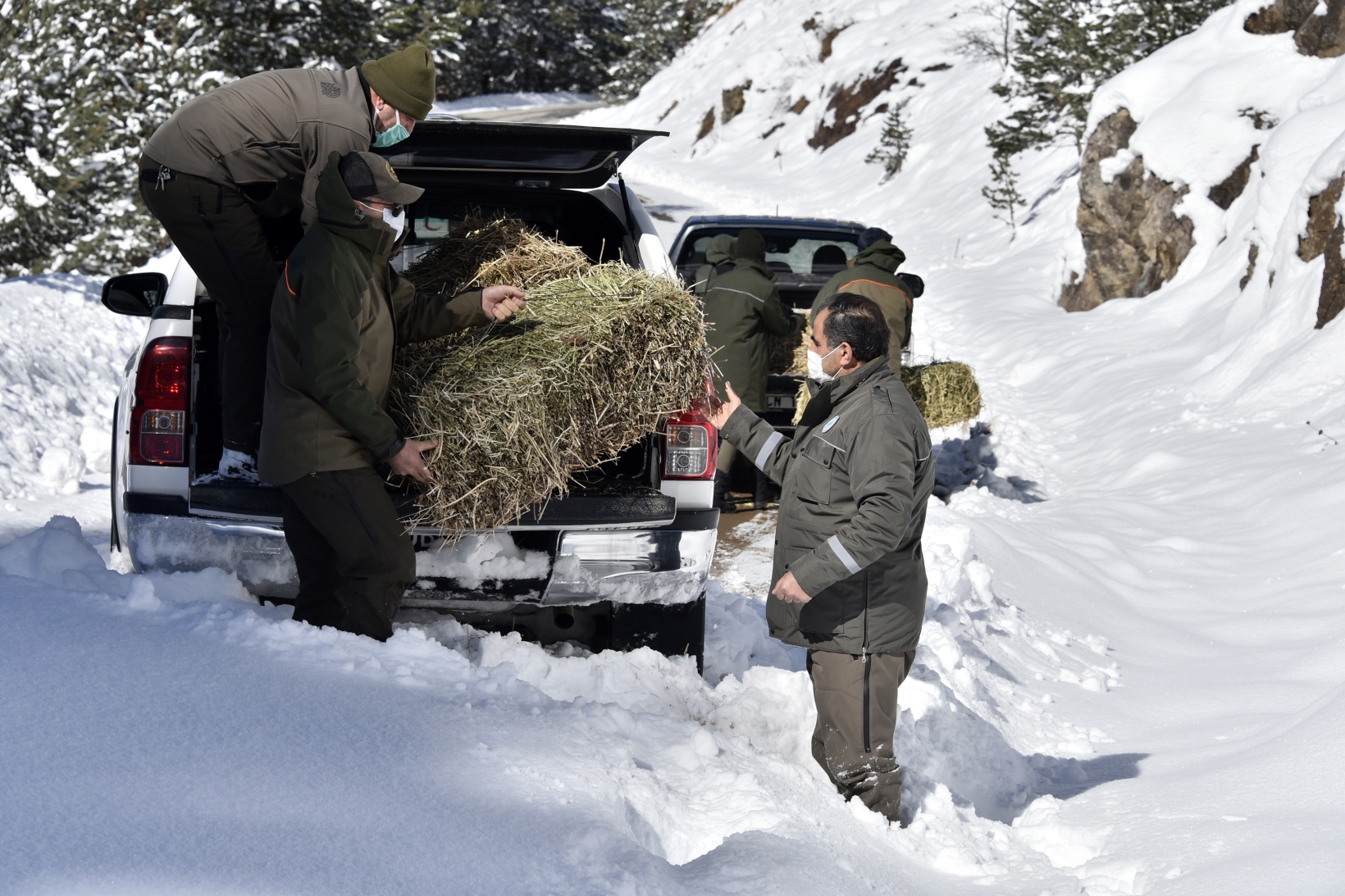 Gümüşhane'de yaban hayvanları aç bırakılmıyor 4