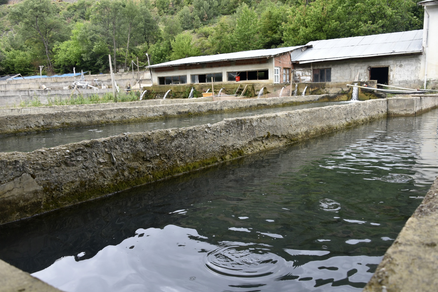 Kilometrelerce uzaktan çağıran tat: Gümüşhane alabalığı 7
