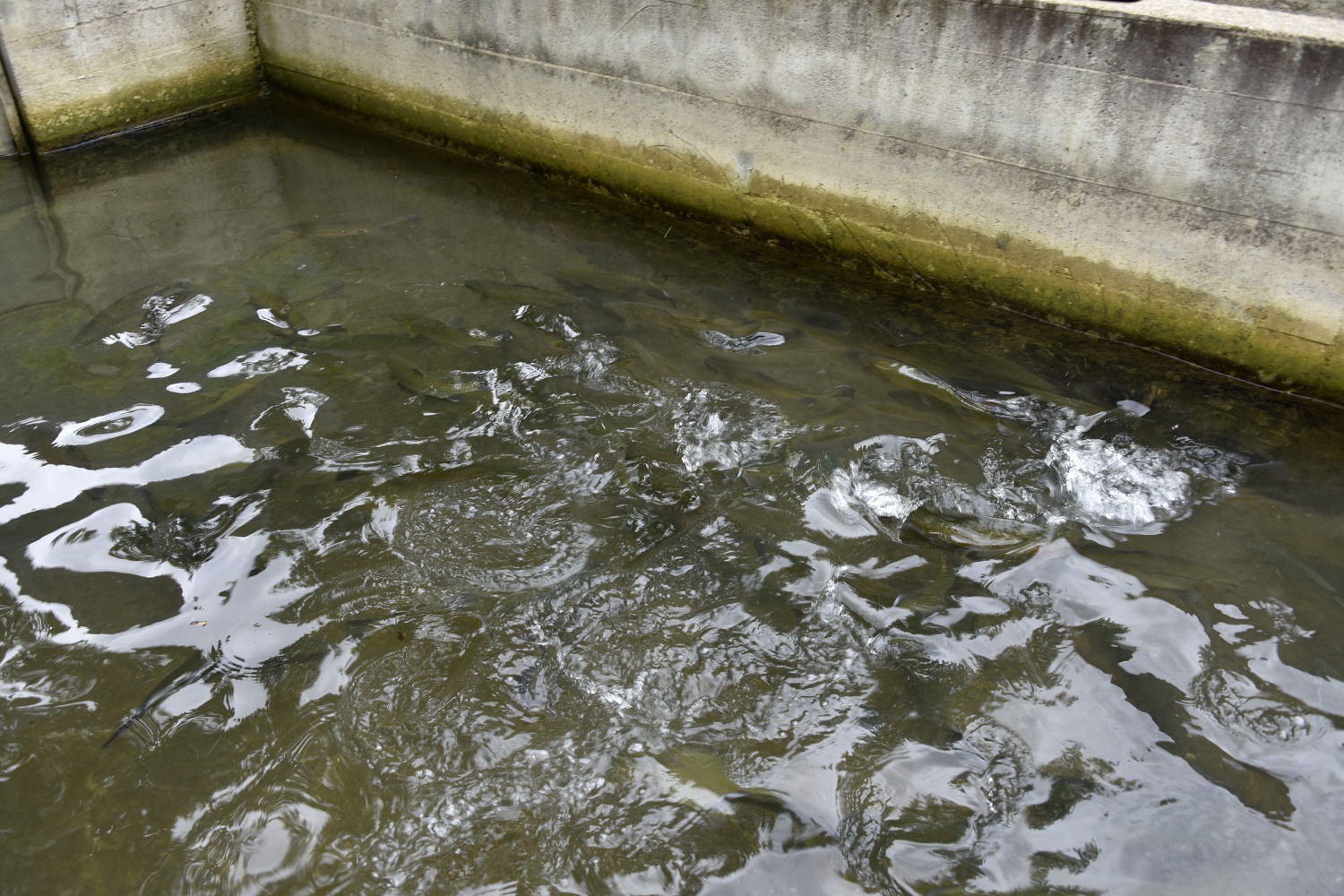 Kilometrelerce uzaktan çağıran tat: Gümüşhane alabalığı 6