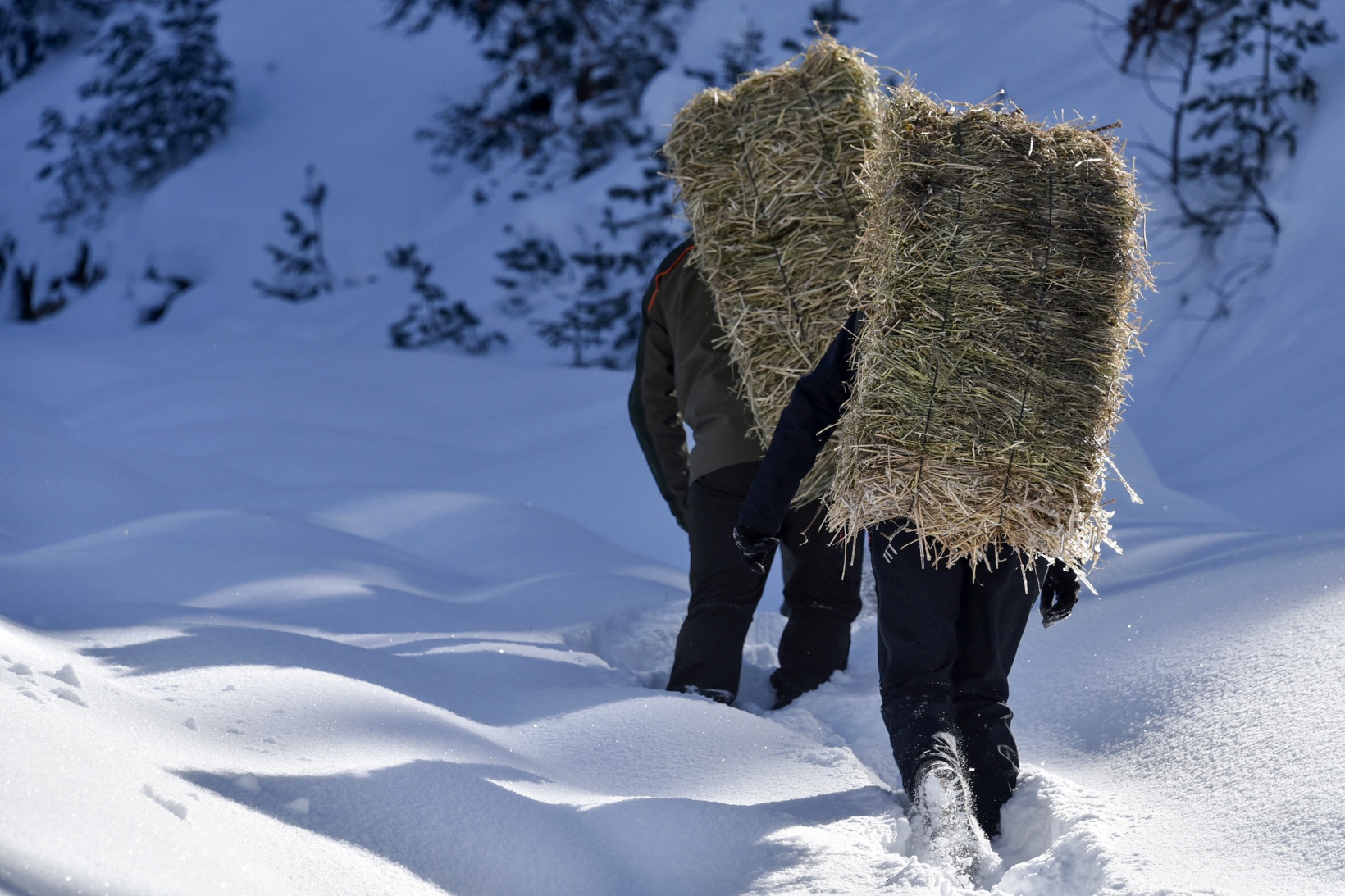 Gümüşhane'de yaban hayvanları aç bırakılmıyor 19