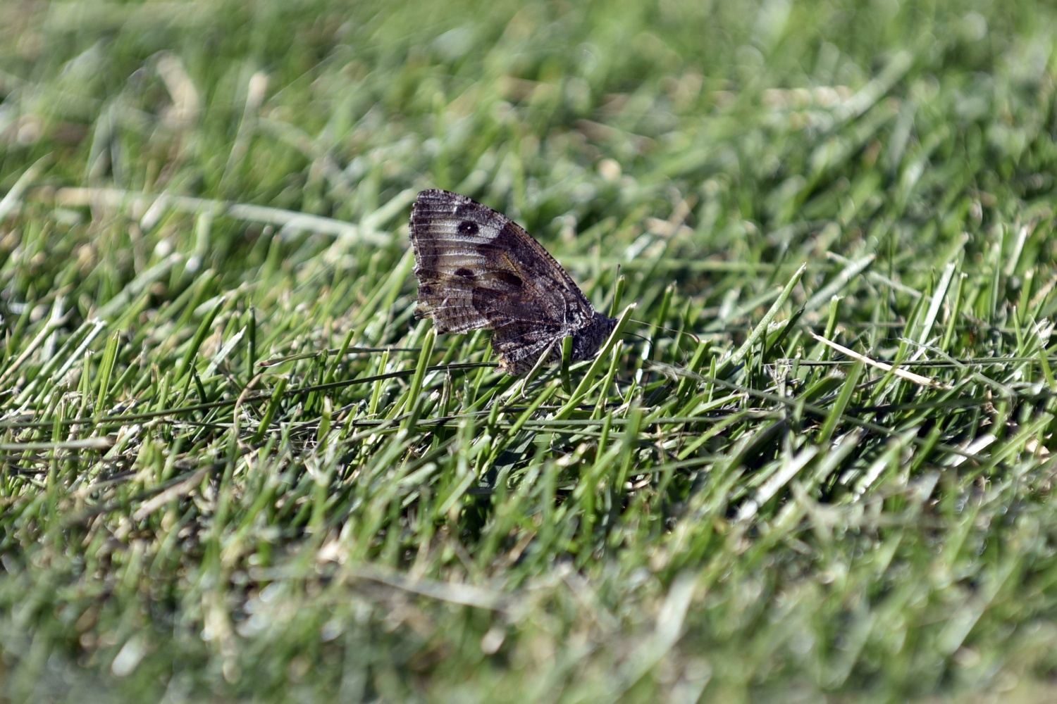Gümüş galibiyete hasret: 1-1 43