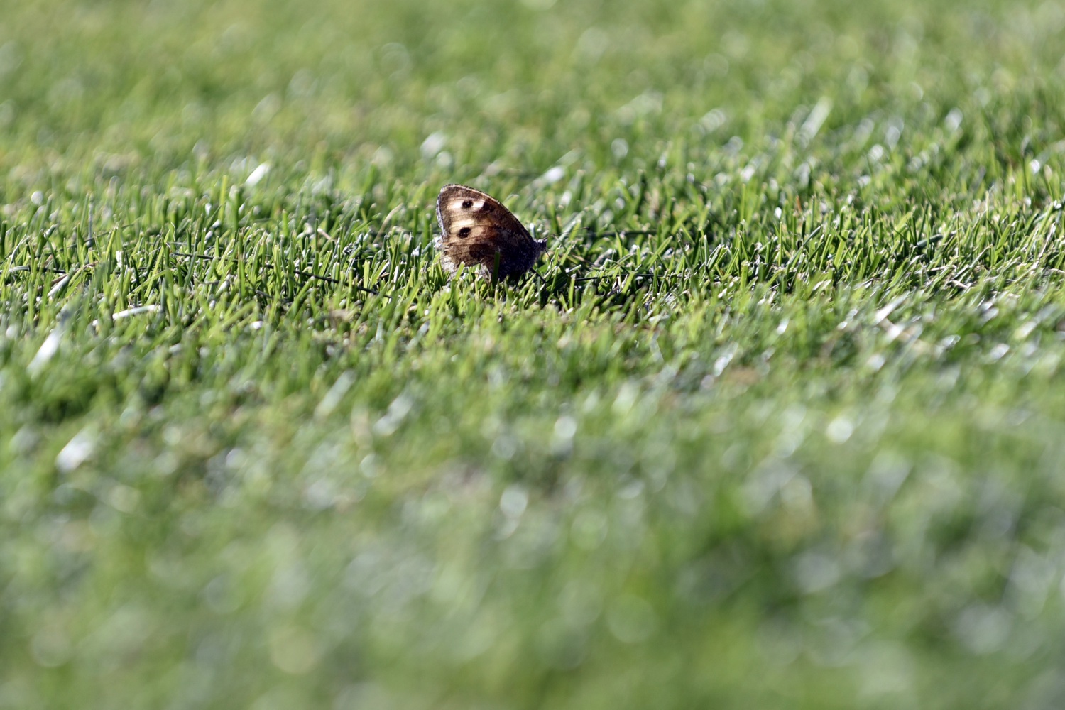 Gümüş galibiyete hasret: 1-1 46