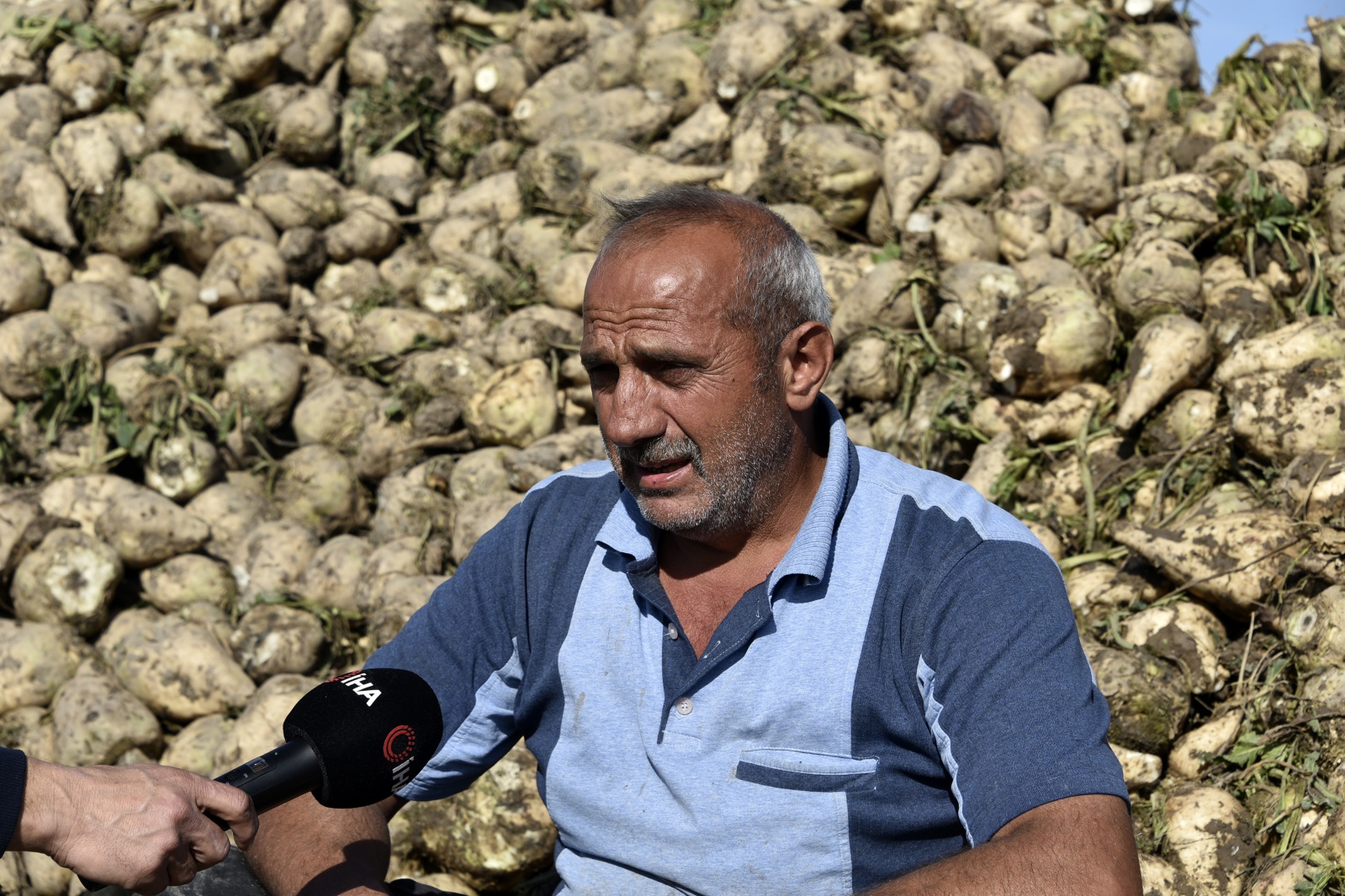 Gümüşhane’de şeker pancarı hasadı sıkıntılı başladı 4