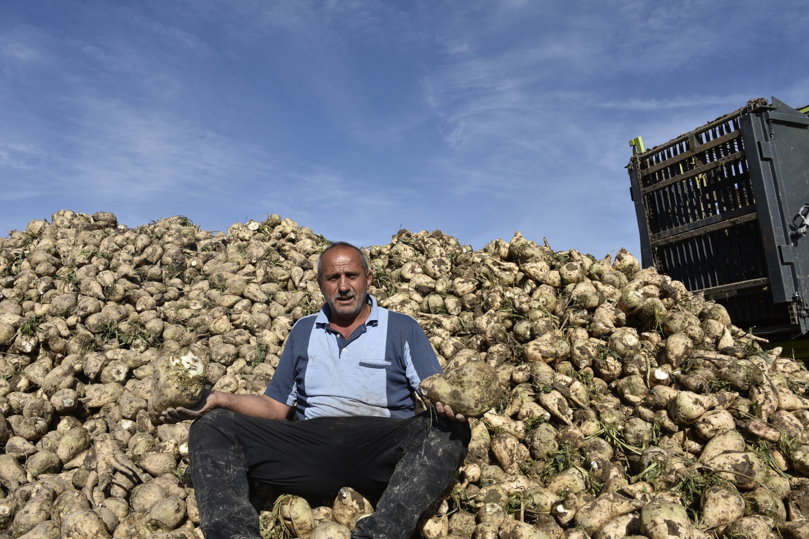 Gümüşhane’de şeker pancarı hasadı sıkıntılı başladı 2