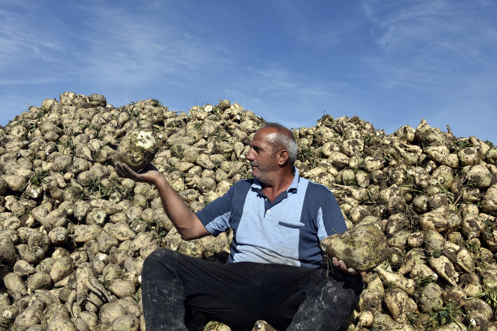 Gümüşhane’de şeker pancarı hasadı sıkıntılı başladı 9