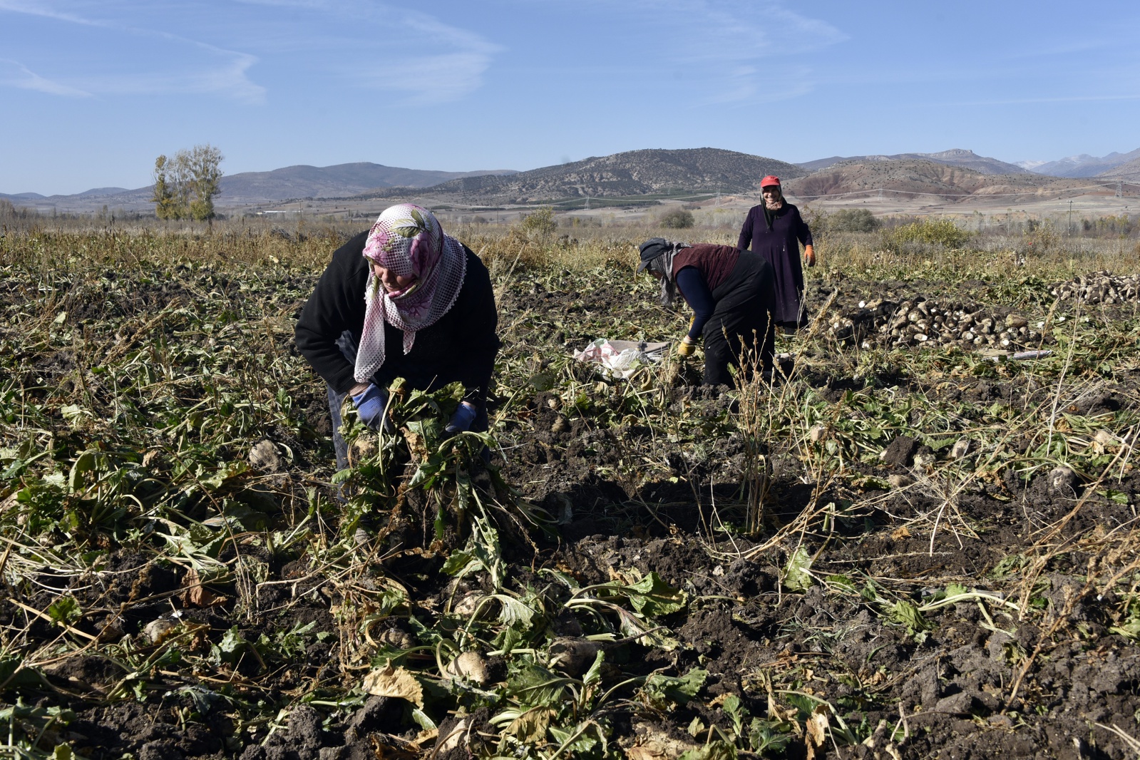 Gümüşhane’de şeker pancarı hasadı sıkıntılı başladı 8