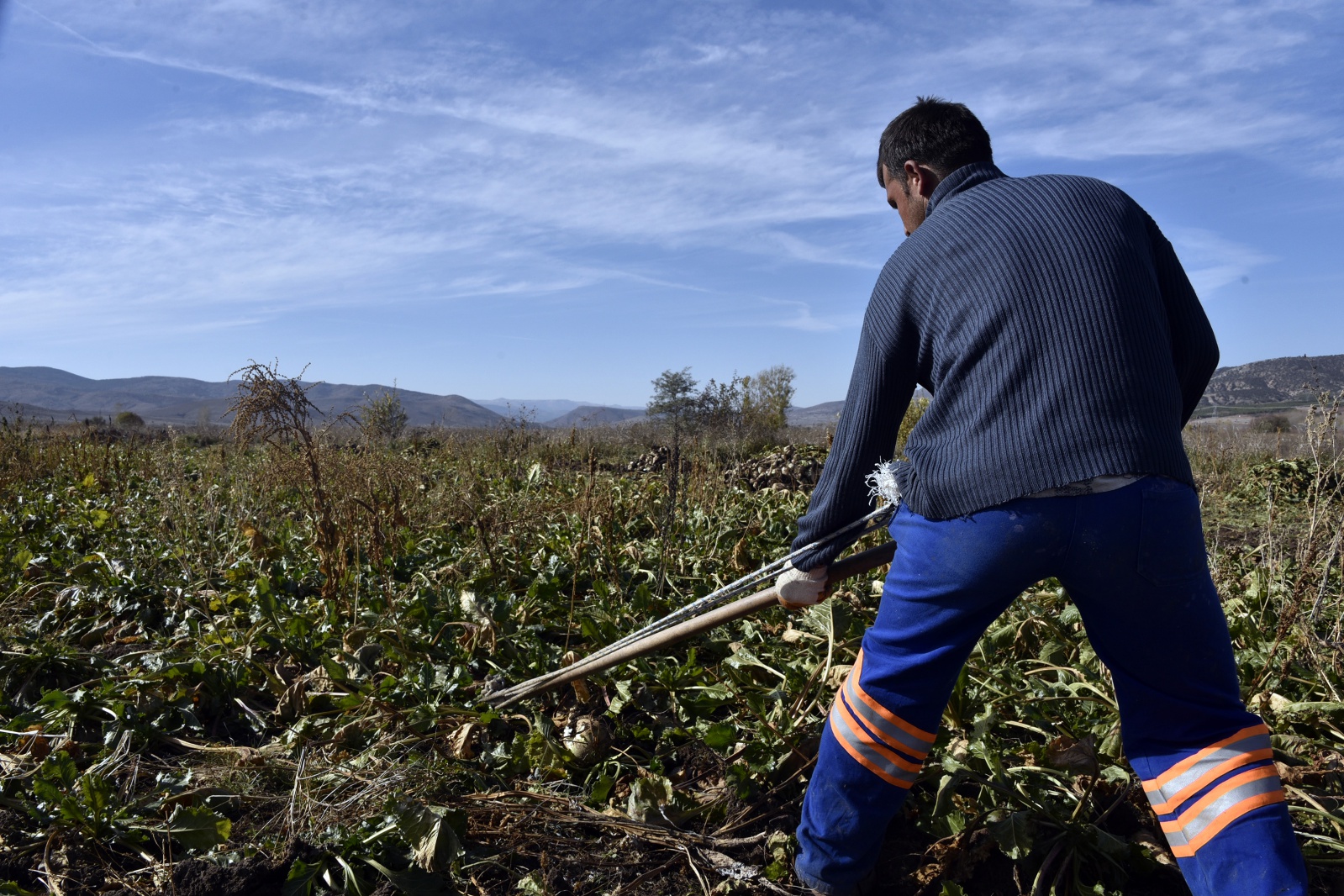 Gümüşhane’de şeker pancarı hasadı sıkıntılı başladı 13
