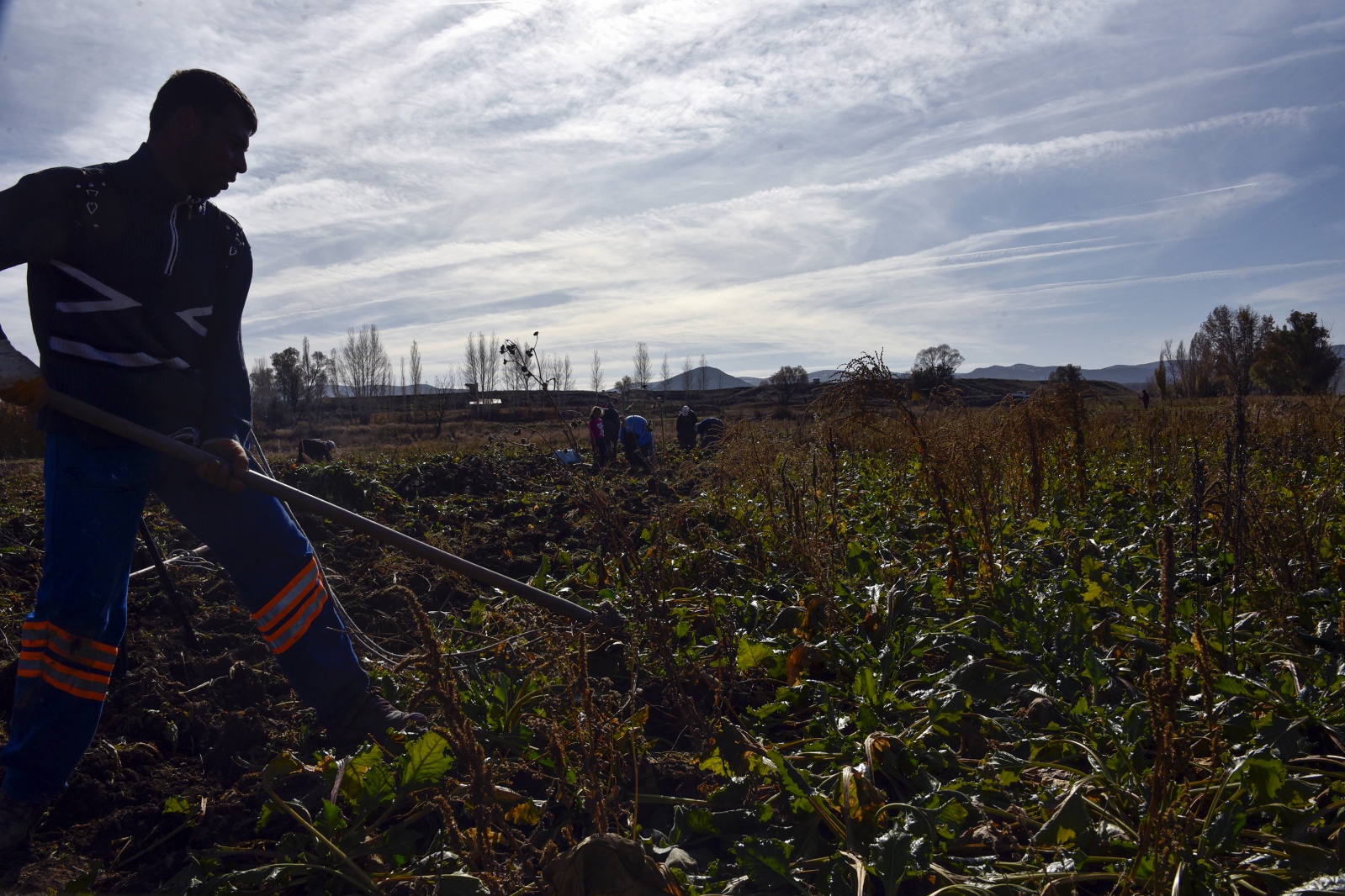 Gümüşhane’de şeker pancarı hasadı sıkıntılı başladı 12