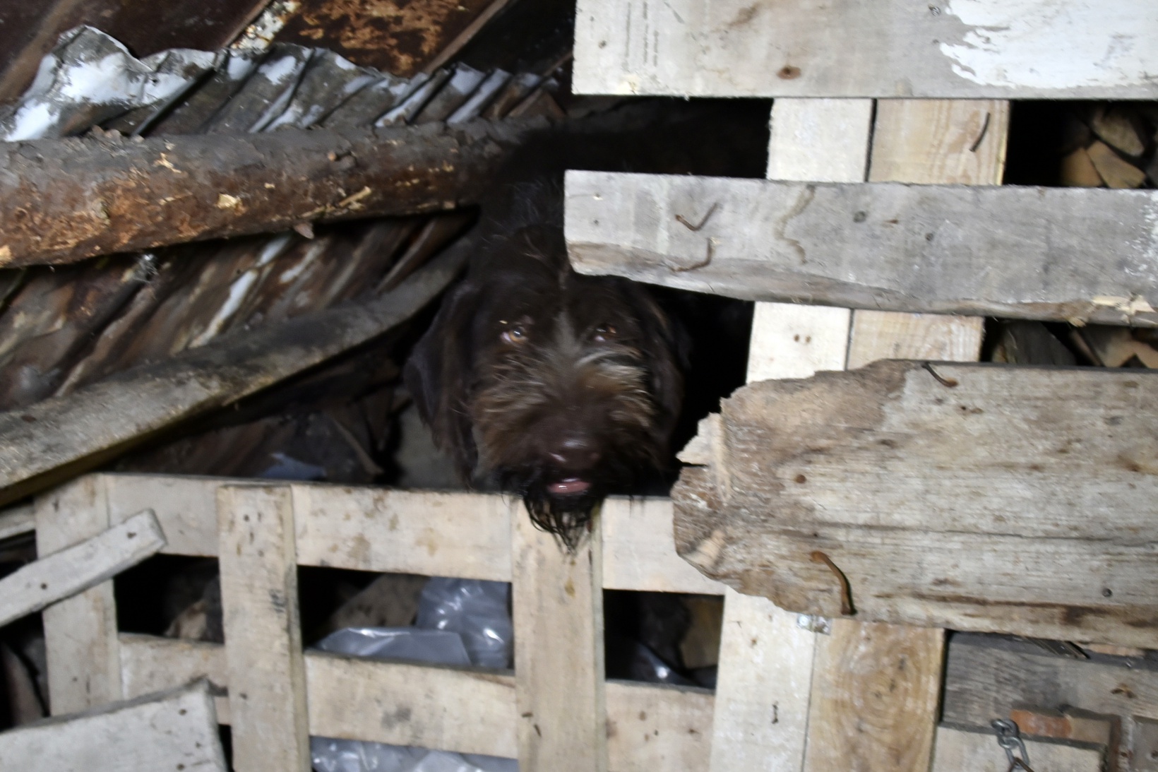 Gümüşhane'deki yangın kundaklama çıktı 2