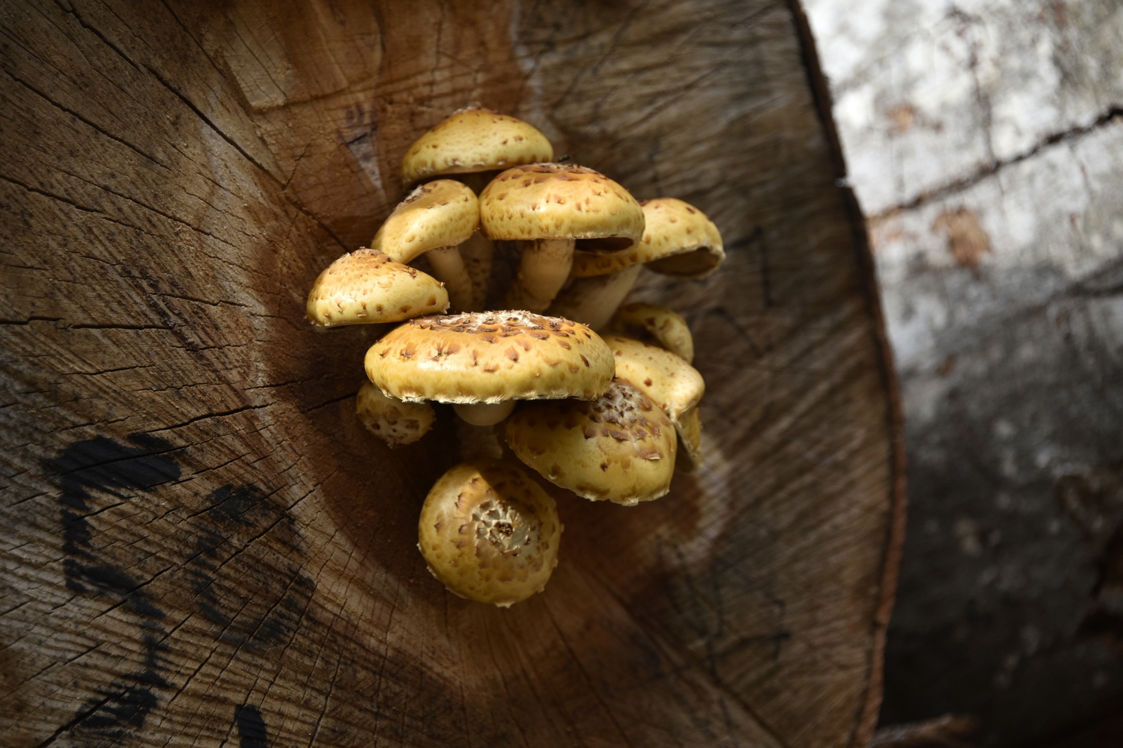 Kürtün süper meyve “Aronya” ile kalkınacak 2