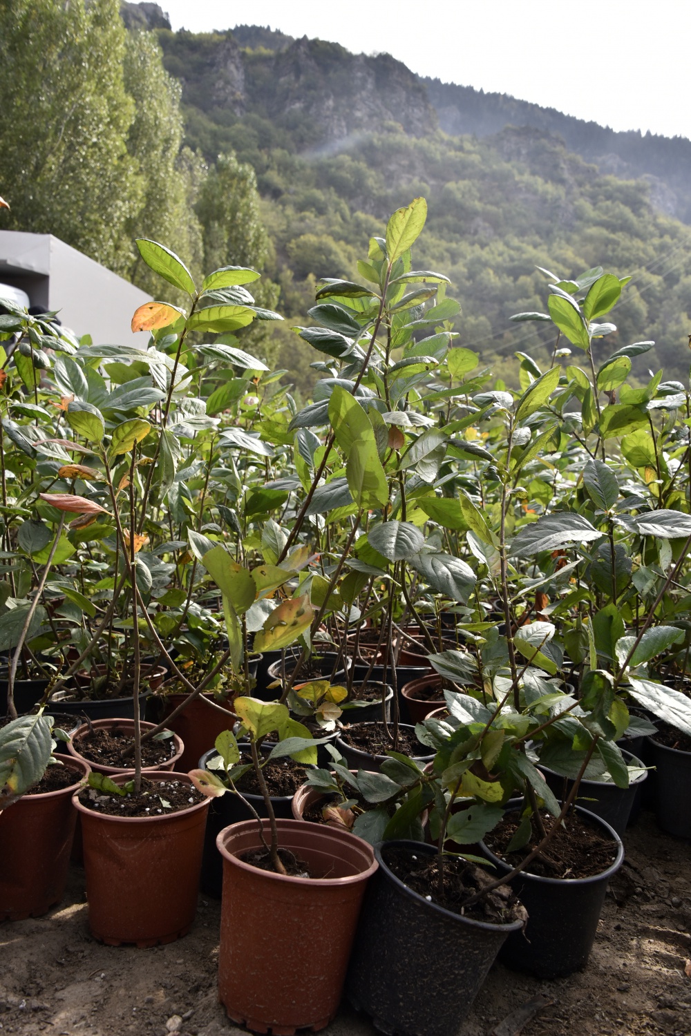 Kürtün süper meyve “Aronya” ile kalkınacak 26