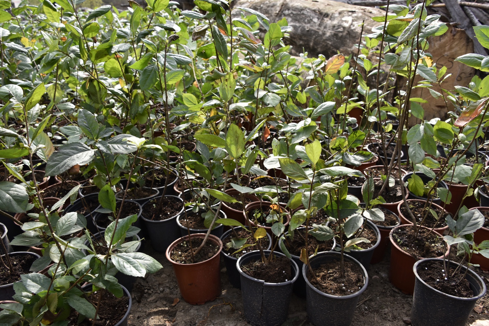 Kürtün süper meyve “Aronya” ile kalkınacak 18