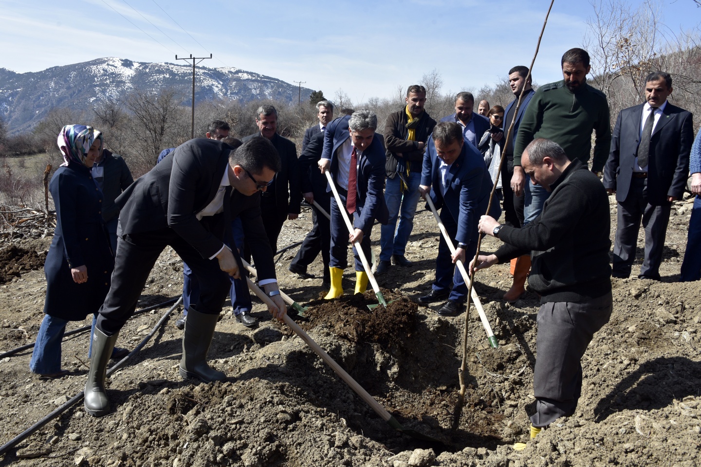 Gümüşhane’de 50 bin ceviz fidanının dağıtımına başlandı 22