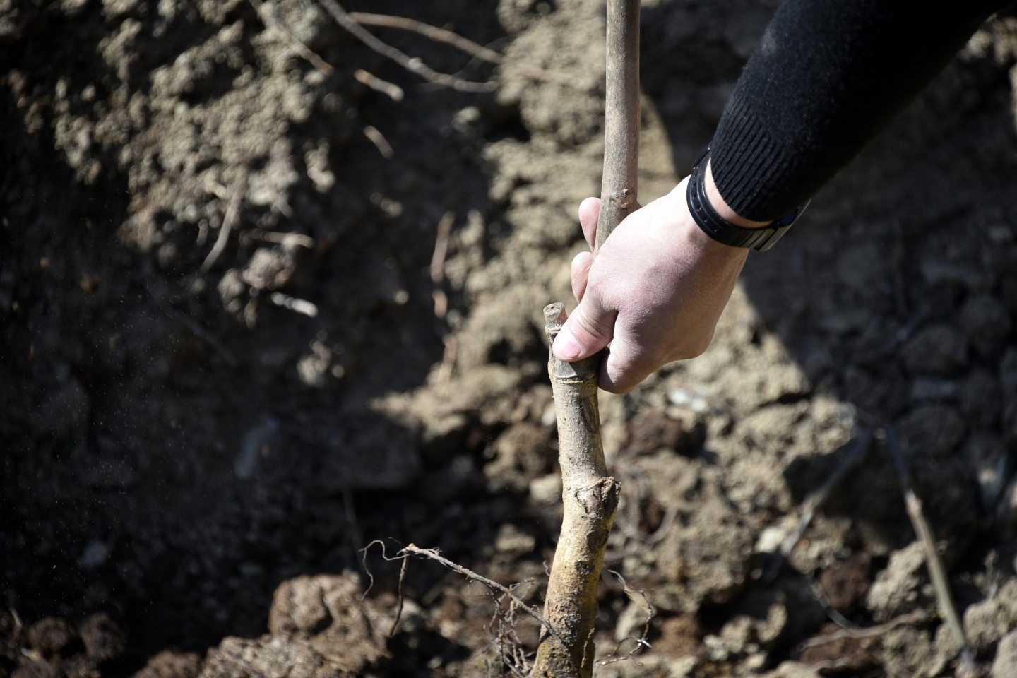 Gümüşhane’de 50 bin ceviz fidanının dağıtımına başlandı 19