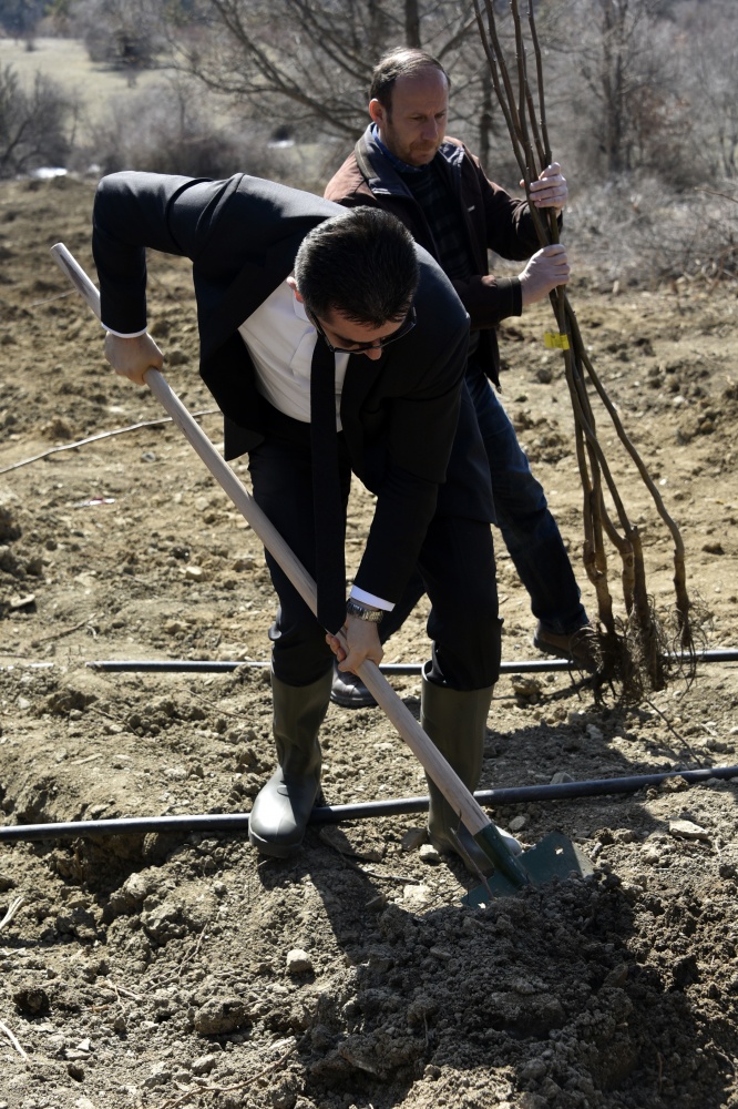 Gümüşhane’de 50 bin ceviz fidanının dağıtımına başlandı 28