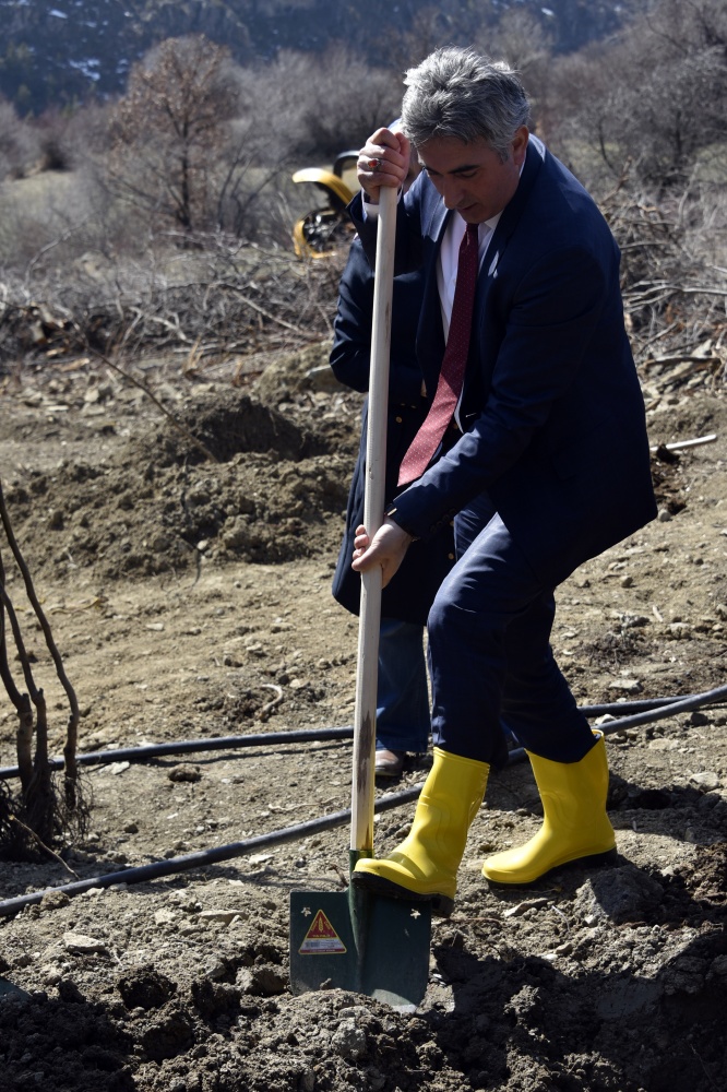 Gümüşhane’de 50 bin ceviz fidanının dağıtımına başlandı 16