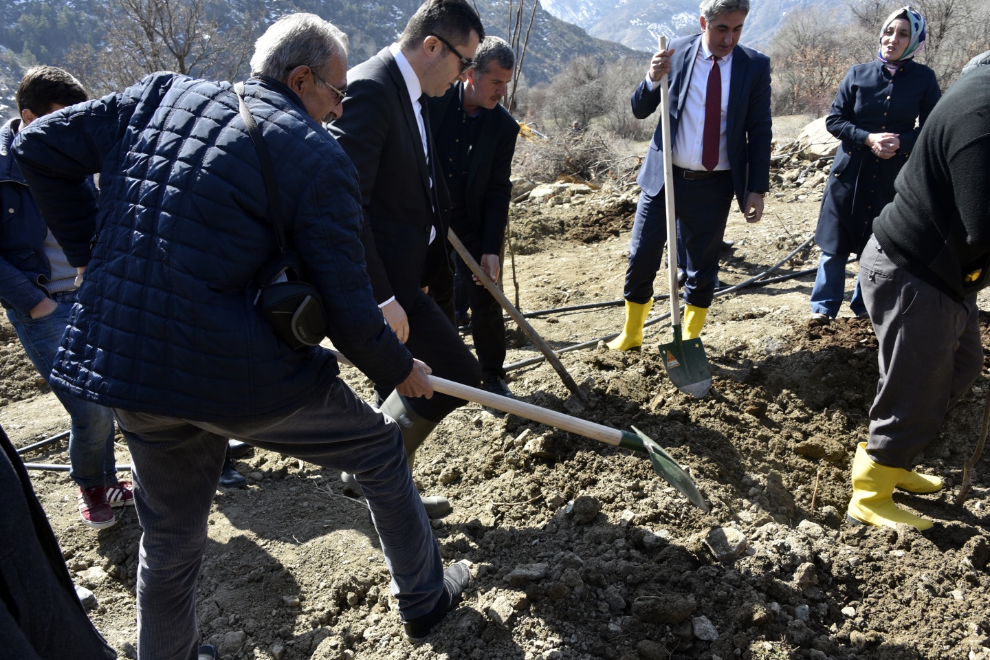 Gümüşhane’de 50 bin ceviz fidanının dağıtımına başlandı 24