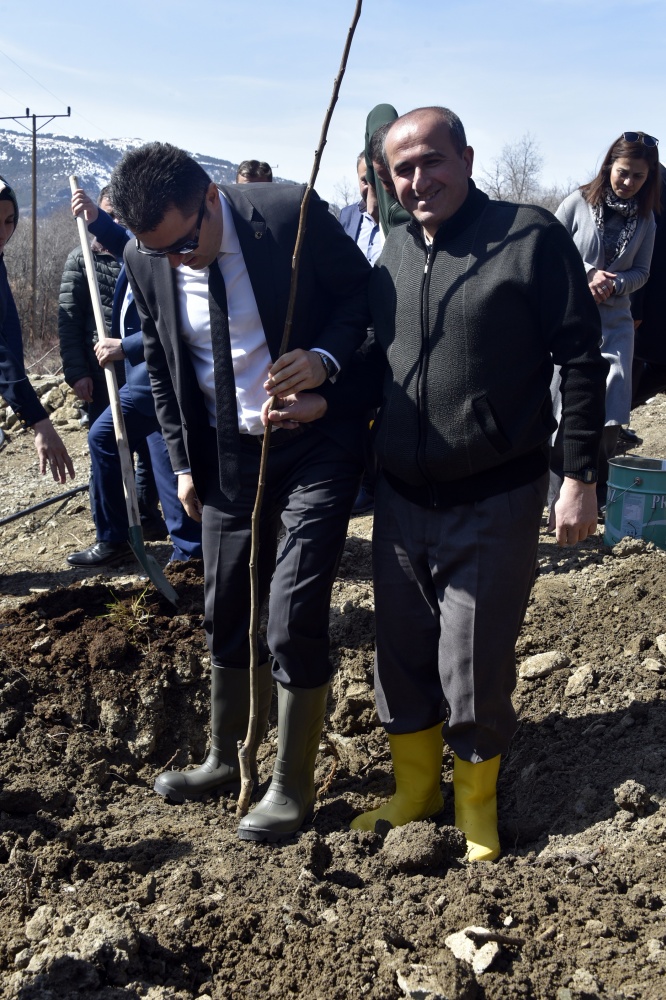 Gümüşhane’de 50 bin ceviz fidanının dağıtımına başlandı 35