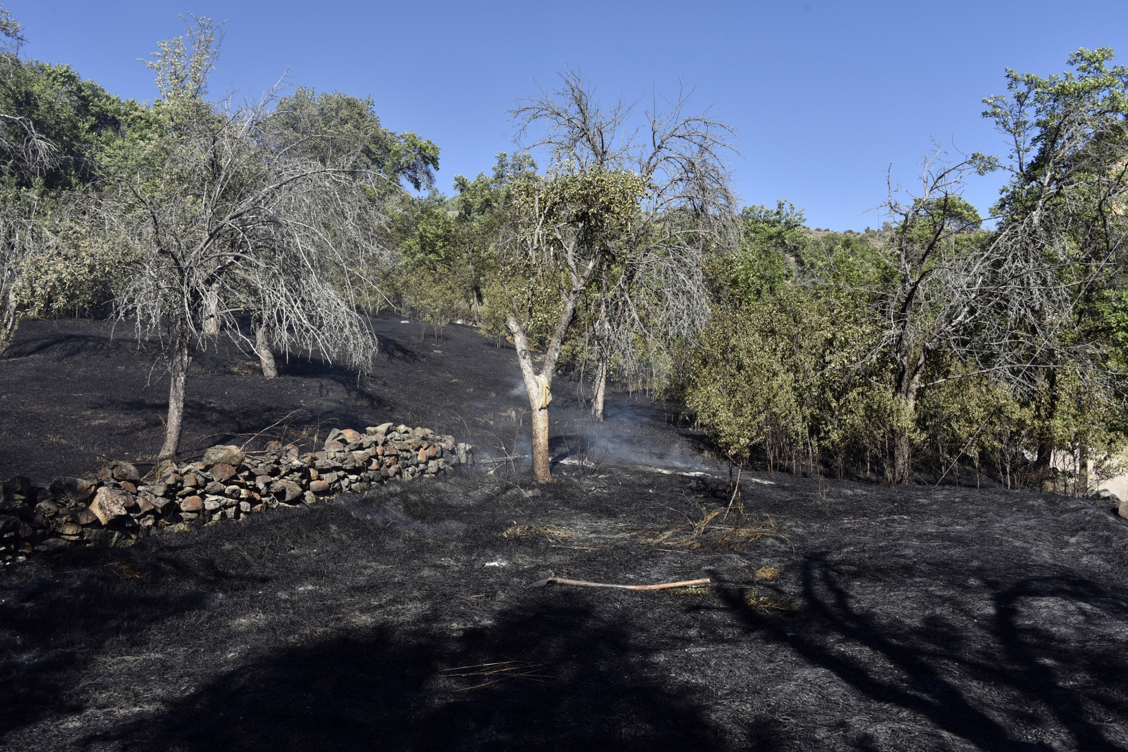 Gümüşhane'deki yangında bahçeler küle döndü 31