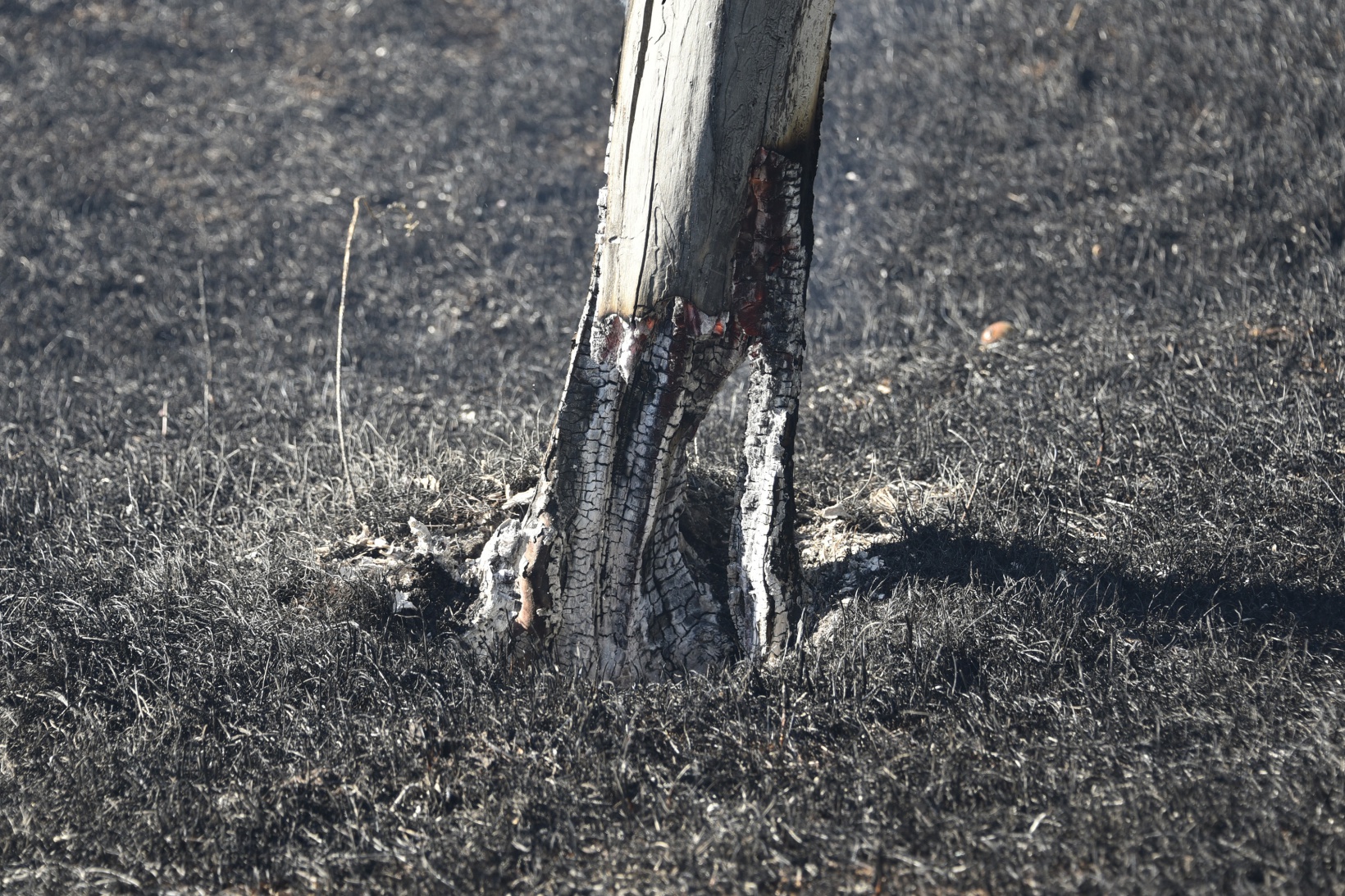 Gümüşhane'deki yangında bahçeler küle döndü 19