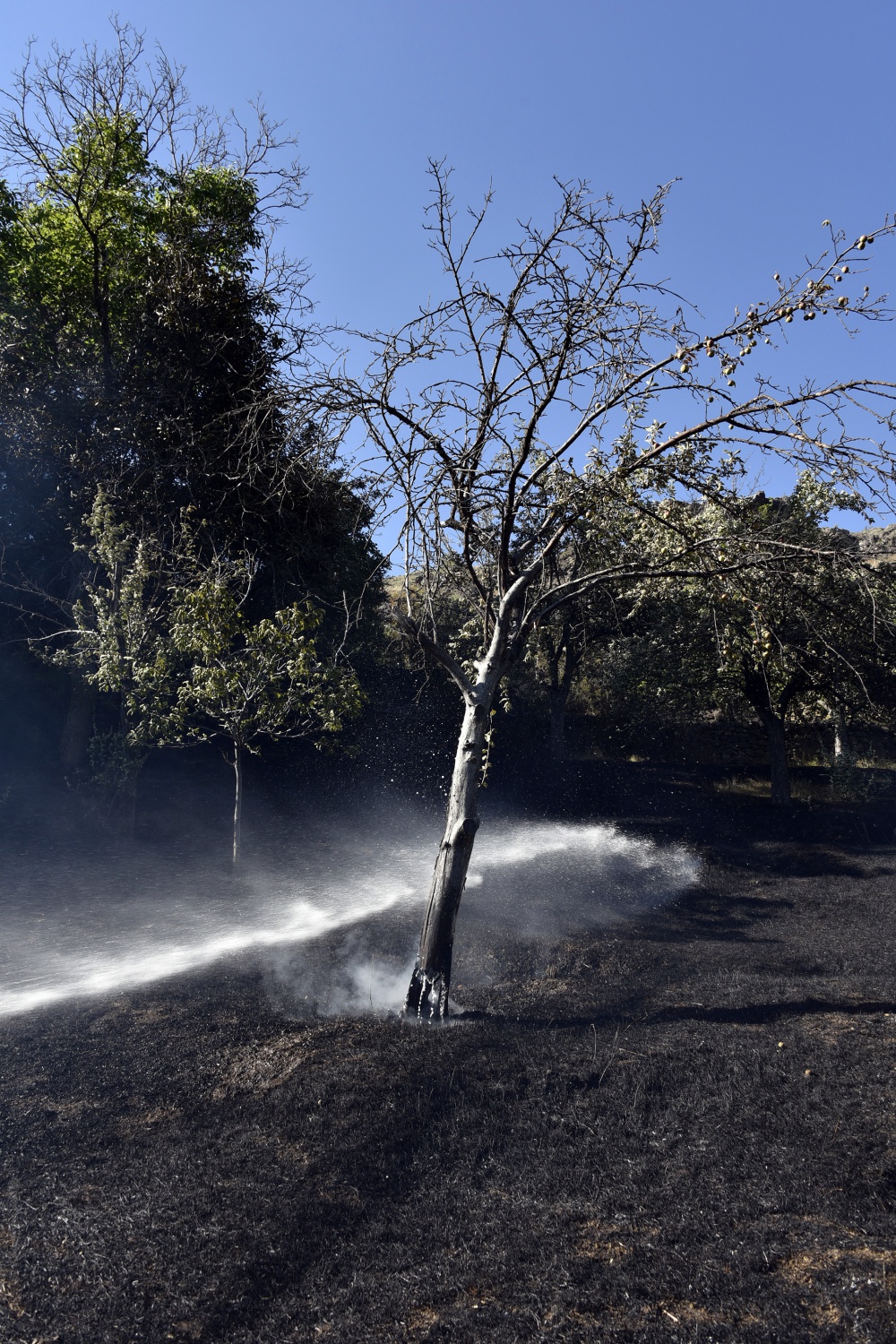 Gümüşhane'deki yangında bahçeler küle döndü 34