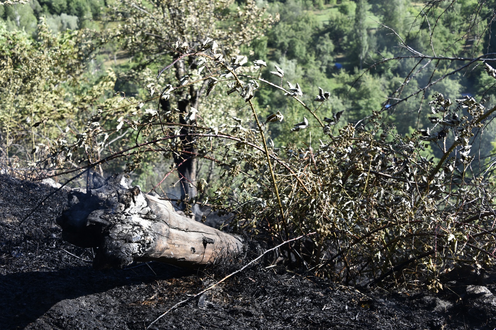 Gümüşhane'deki yangında bahçeler küle döndü 23