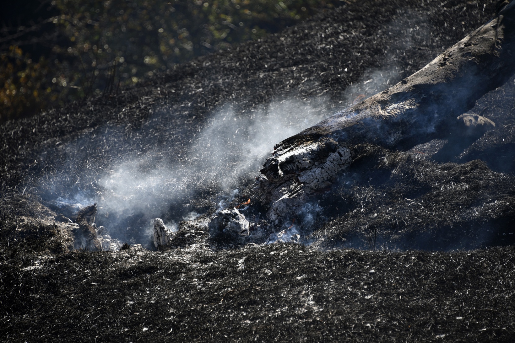 Gümüşhane'deki yangında bahçeler küle döndü 18