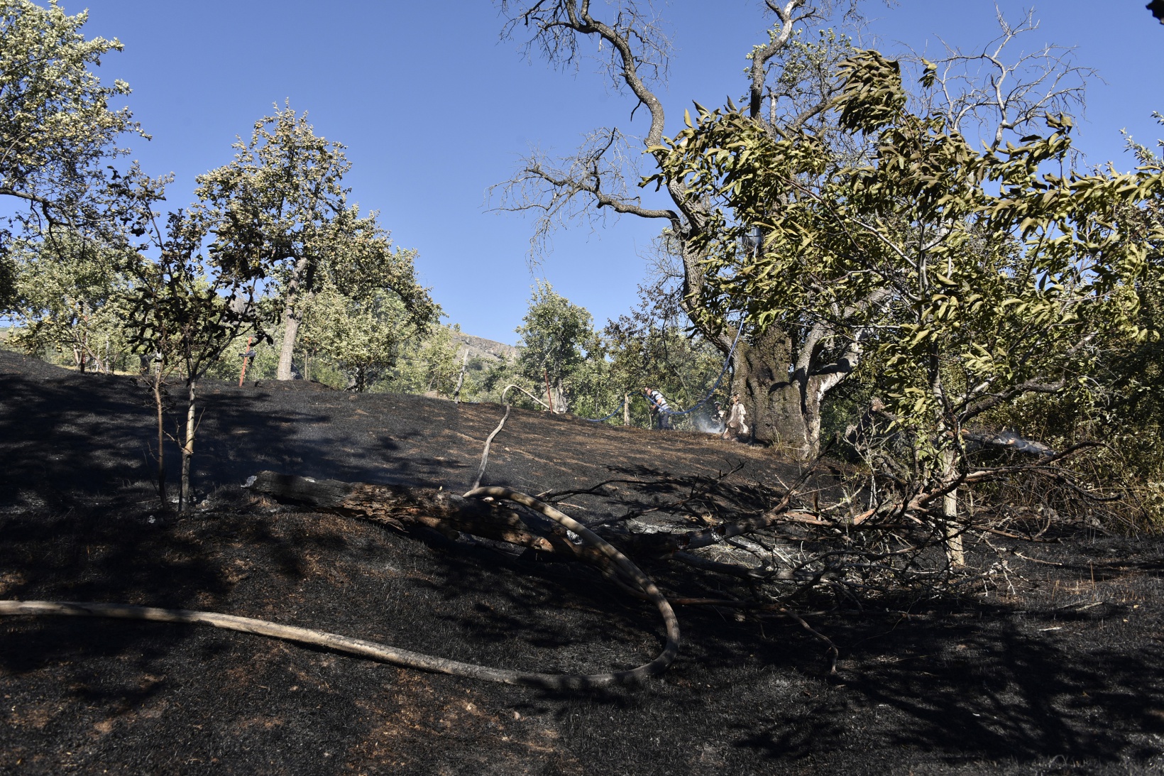 Gümüşhane'deki yangında bahçeler küle döndü 35