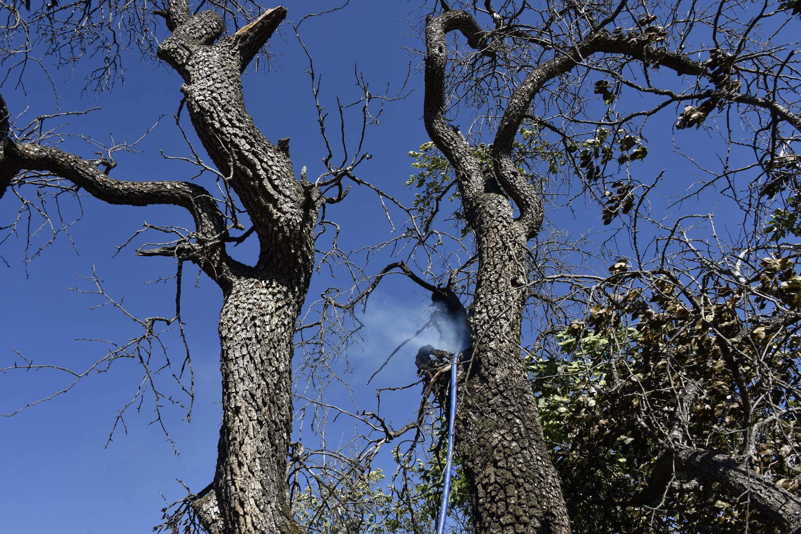 Gümüşhane'deki yangında bahçeler küle döndü 12