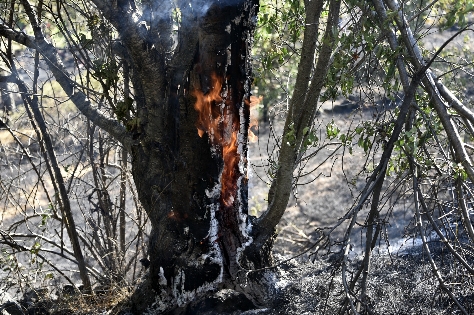 Gümüşhane'deki yangında bahçeler küle döndü 8