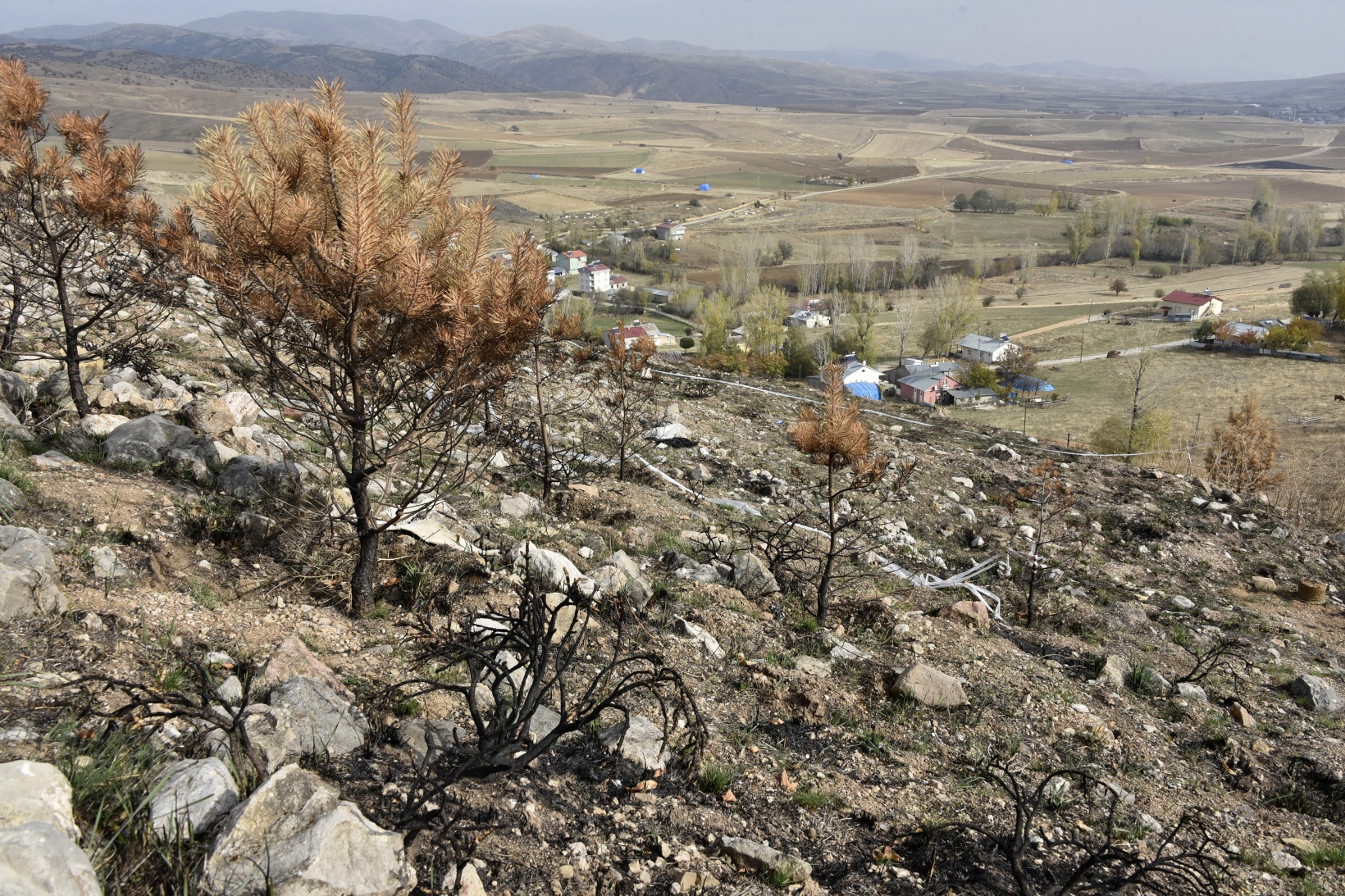 Ömer Dede için 2 bin 23 fidan toprakla buluştu 22