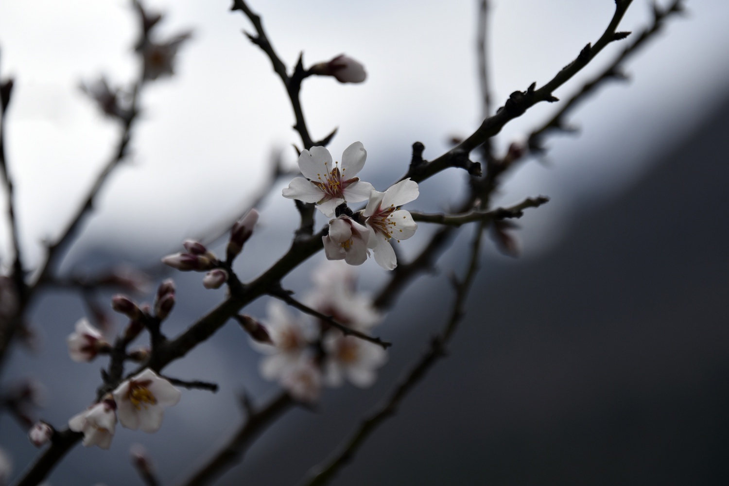 Gümüşhane’de badem ağaçları çiçek açtı 1