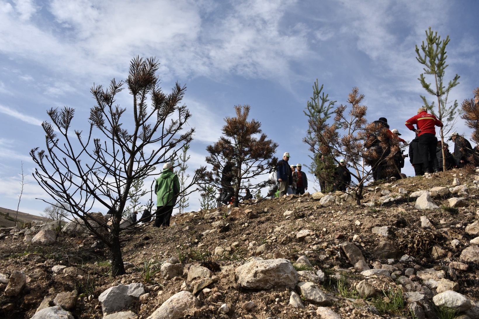 Ömer Dede için 2 bin 23 fidan toprakla buluştu 18