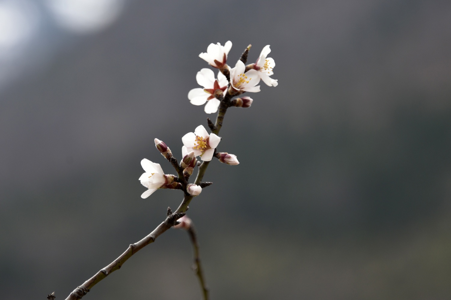 Gümüşhane’de badem ağaçları çiçek açtı 8