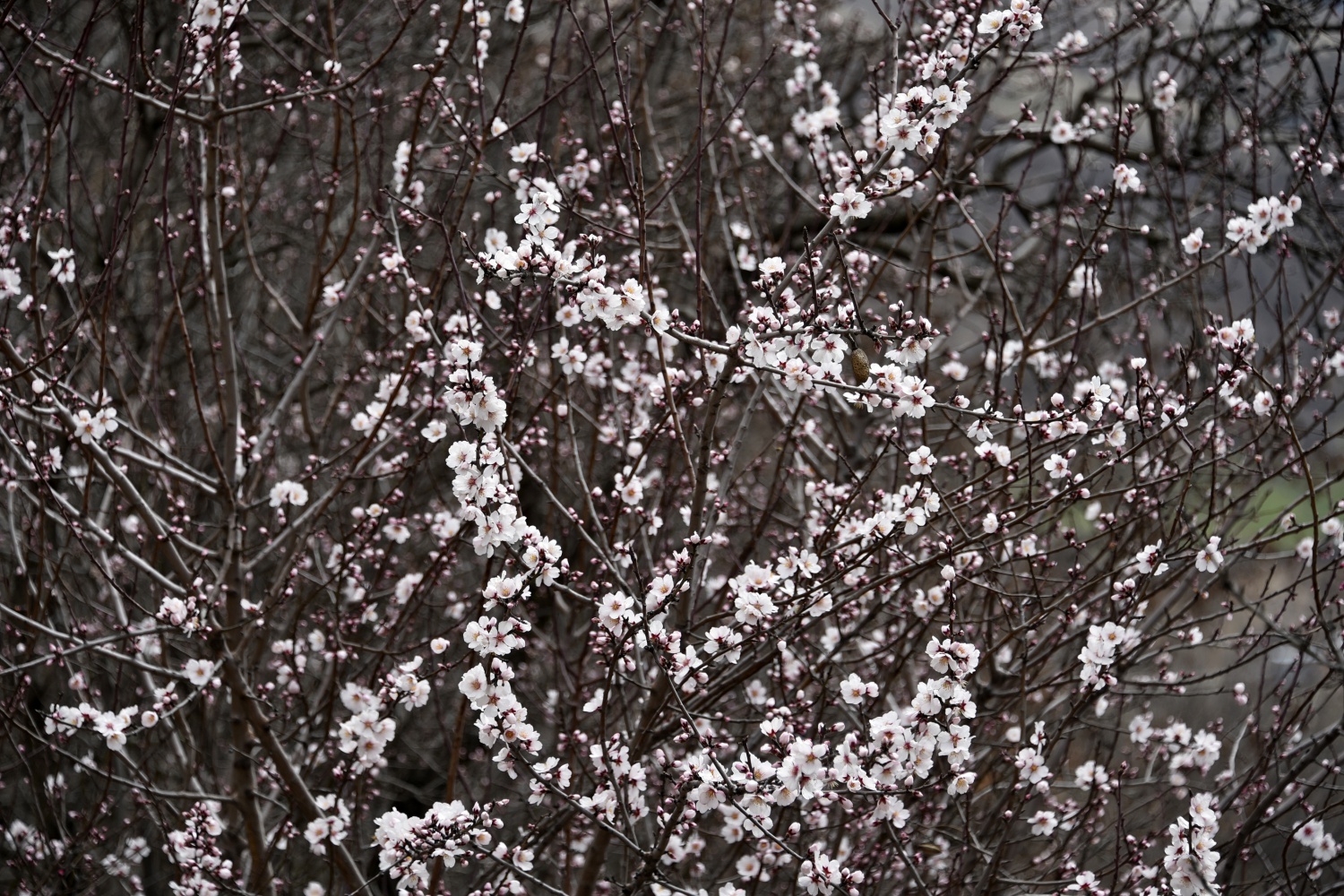 Gümüşhane’de badem ağaçları çiçek açtı 5