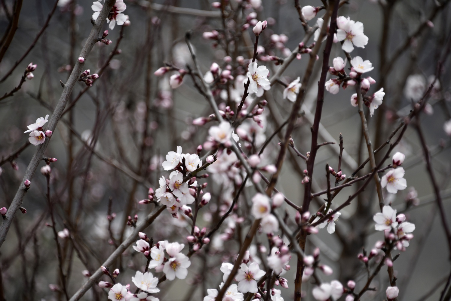 Gümüşhane’de badem ağaçları çiçek açtı 2