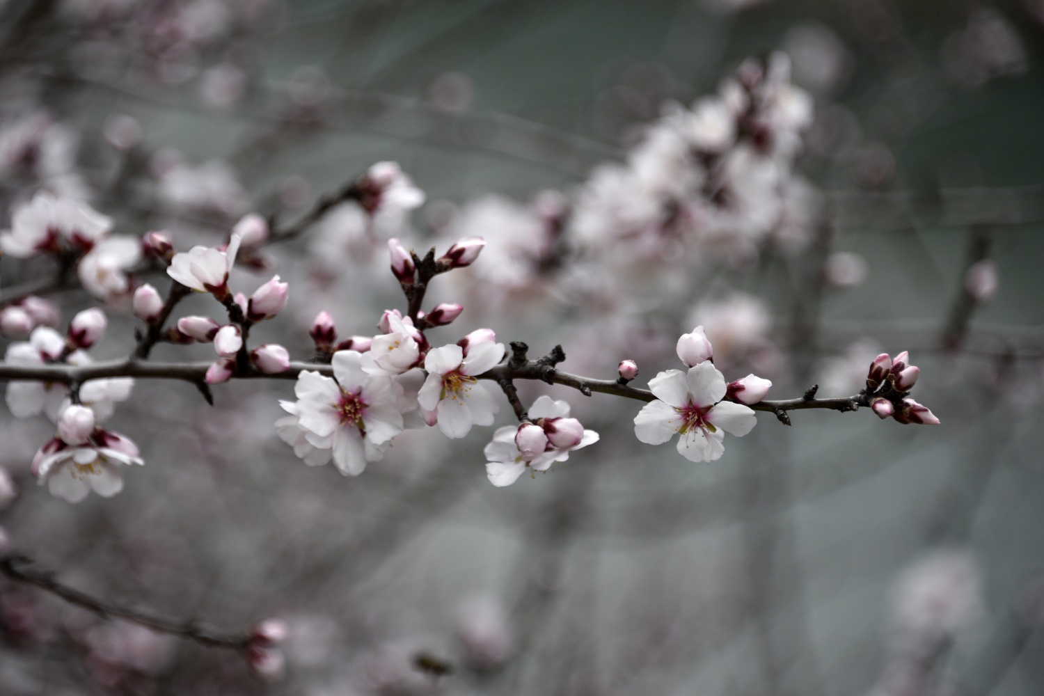 Gümüşhane’de badem ağaçları çiçek açtı 3