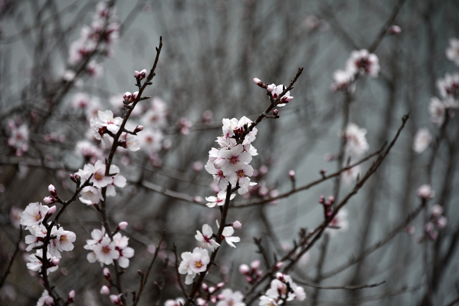 Gümüşhane’de badem ağaçları çiçek açtı 4
